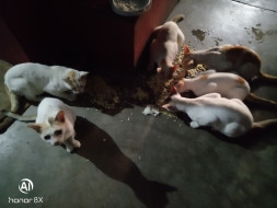 HELP THE VOICELESS!!!
