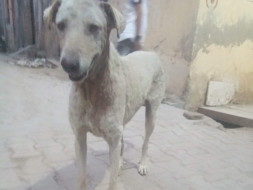 Help us help strays