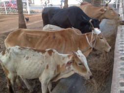 Help our Sanctuary for Battered & Bruised Cows