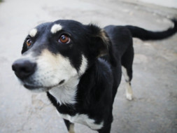 Save Dogs from Dying in Accidents! Help for Reflective Collar Drive!