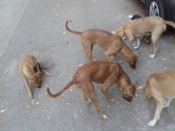 Help for street dogs and cats