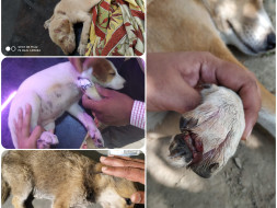 Support Stray Dogs Get Treated