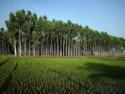 LET'S PLANT A TREE