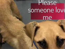 Help me save street dogs