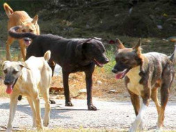 Help Raise funds for the Stray Dogs
