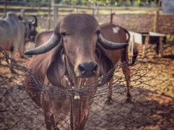 Support Ketan To Build A Gaushala