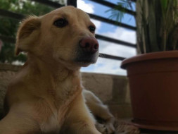 Relocation of Sam from India to South Africa