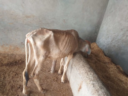 Help cows for Food,Water and Medical