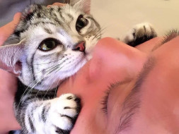 Help The Cats