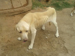 Help 8 year old Labrador to recover from acute diabetes