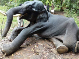 Support Kerala's Animal's legal rights