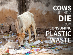 Help startup Solid Waste Management Plant to Clean India
