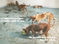 Donate to build animal shelter and hospital