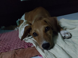 Help Maple to stand again!!