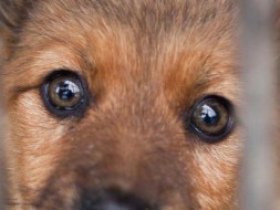 Help These Noble Souls By Building An Animal Shelter