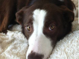 Help Us Get Our Dog Treated