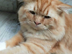 Help A Tabby Cat Get A Better Future