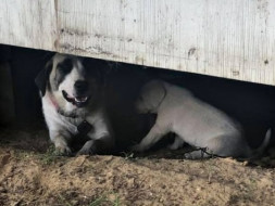 Help Rescue Abandoned Dogs In Delhi-NCR