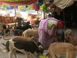 HELP DOG LADY OF INDIA