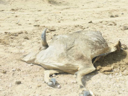 Help Dying cows and help with Food ,water and Doctors