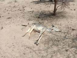 Help Dying Cows in India with Food, Water, and Doctors