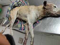 She wants to live. Will you help her?