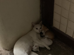 Help required to make shelter and provide food for stray animals