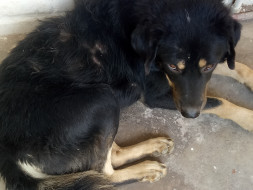 Helping injured and sick street animals