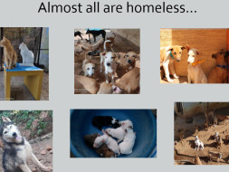 Help for expanding animals' shelter home.