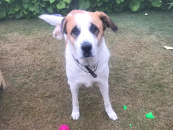 Help Abandoned Bruno