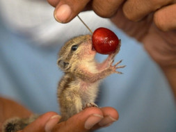 Save Nature , Save Animals
