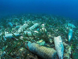 Save the ocean and Marine Life from plastic