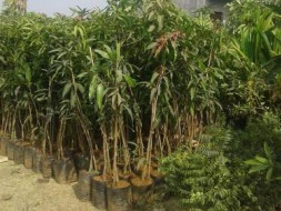 Help Mother Earth🌎
TREE PLANTATION 🌳🌴