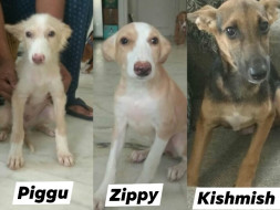 Help Piggu, Zippy, Kishmish fly to New Jersey, USA