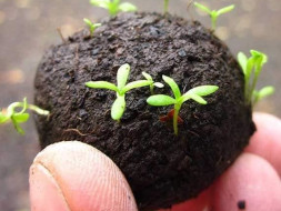 seedboys.in