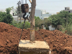 Fund Tree Transplant before its Chopped Down for Concrete