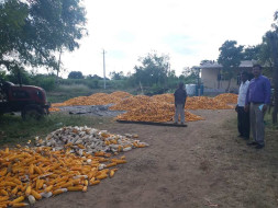 Support small farmers in Belgaum adopt sustainable agri-practices
