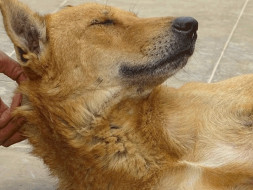 Join Us To Support Stray Dogs