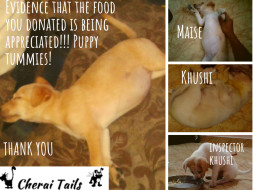 Help Cherai tails save, vaccinate and sterilize pups this Monsoon