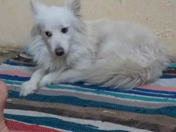 Help Romi Get His Forever Home