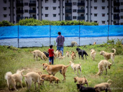 Help to save Injured and Wounded animals at Sarvoham Shelter