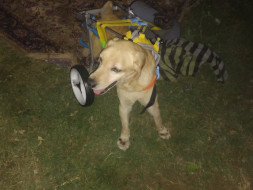 Help Our Strong Willed Rambo Walk Again