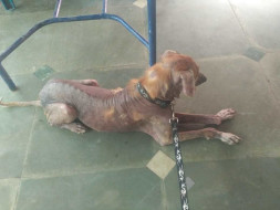 Help Us Save Browny The Stray.