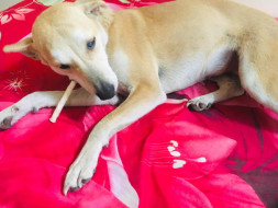 Poppy found a home in Minnesota. Please help her get there