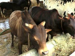 Join Us To Support Cows