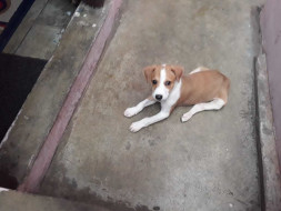 Support Kamlesh To Build A Shelter!