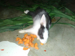 Help Bunny to Fight by Birth Paralysis
