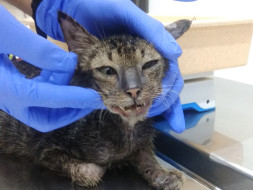 Kittens In Need of Urgent Help!
