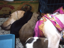 Parvo Case: BHOLI's son Cookie needs urgent medical care.