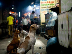 Help Street Dogs and Cows In Varanasi